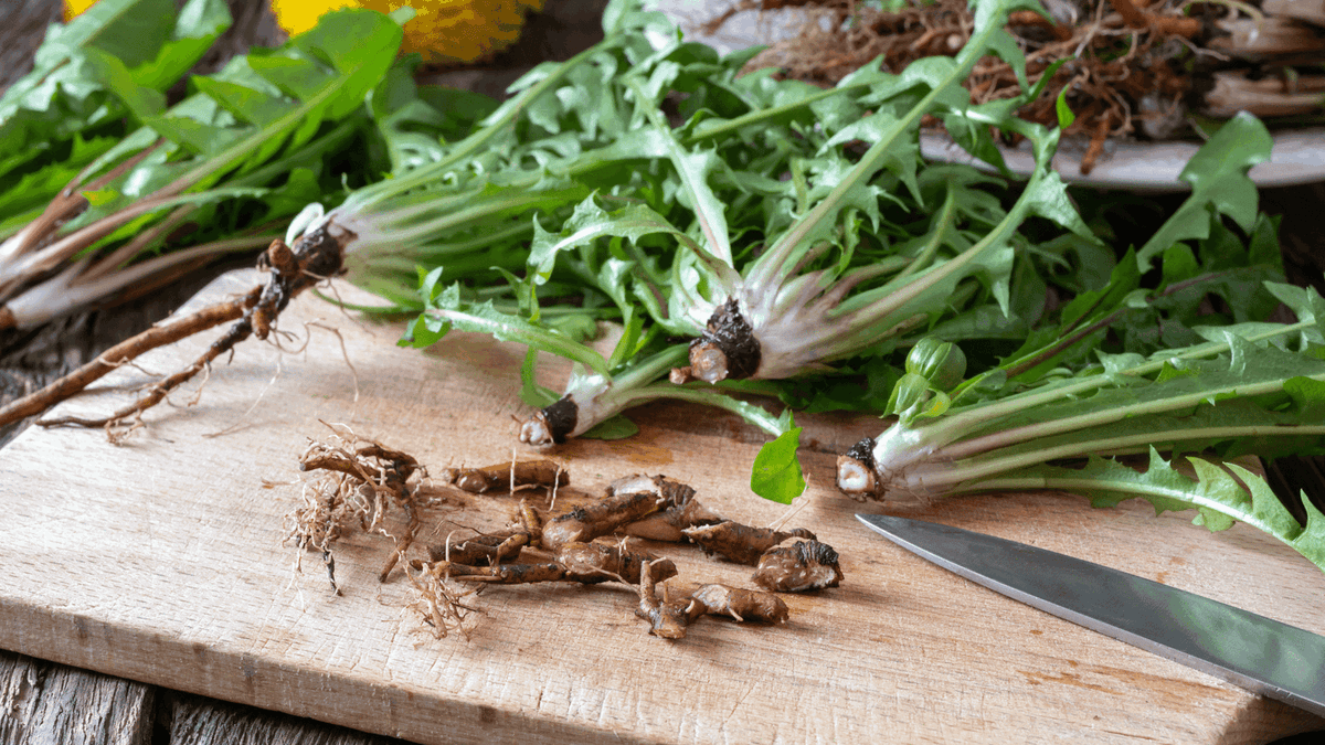 The Secret to a Healthier You: 10 Reasons to Incorporate Dandelion Root into Your Daily Routine