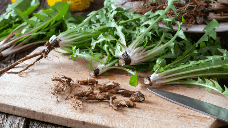 The Secret to a Healthier You: 10 Reasons to Incorporate Dandelion Root into Your Daily Routine