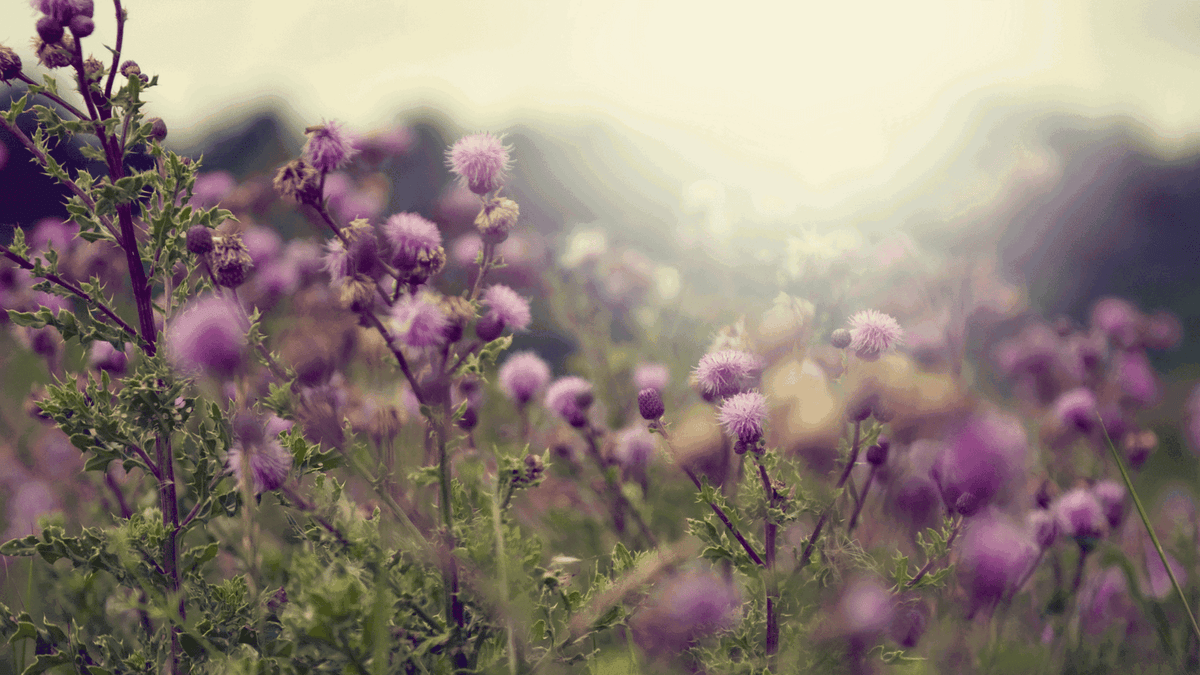 The 5 Top Benefits Of Milk Thistle