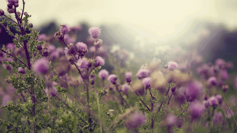 The 5 Top Benefits Of Milk Thistle