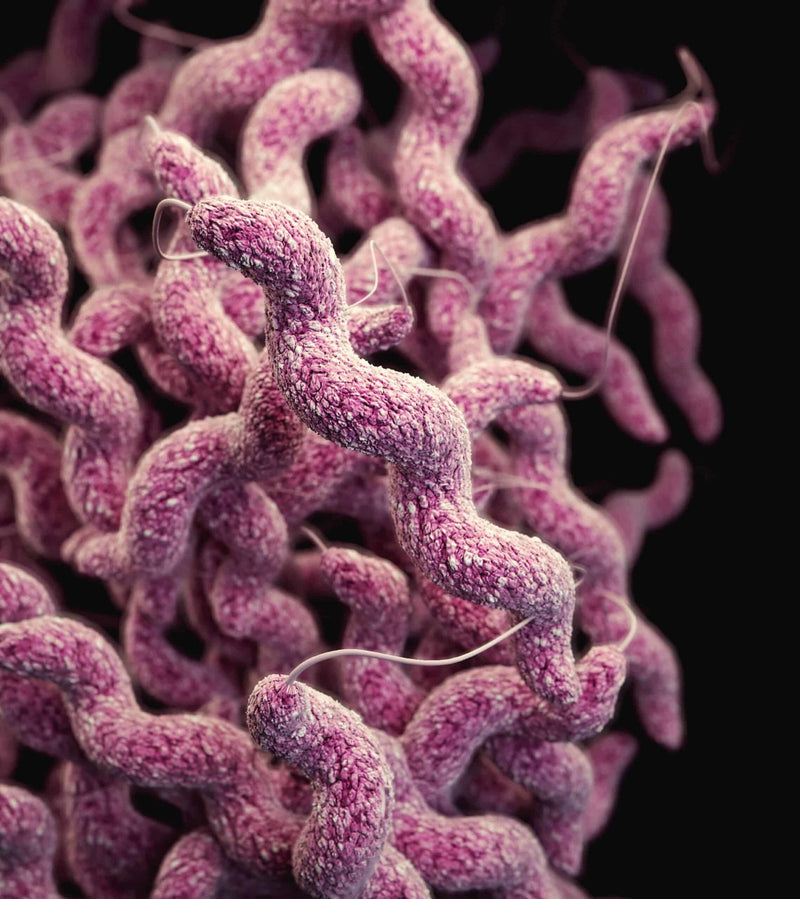 The Benefits Of Doing A Parasite Cleanse