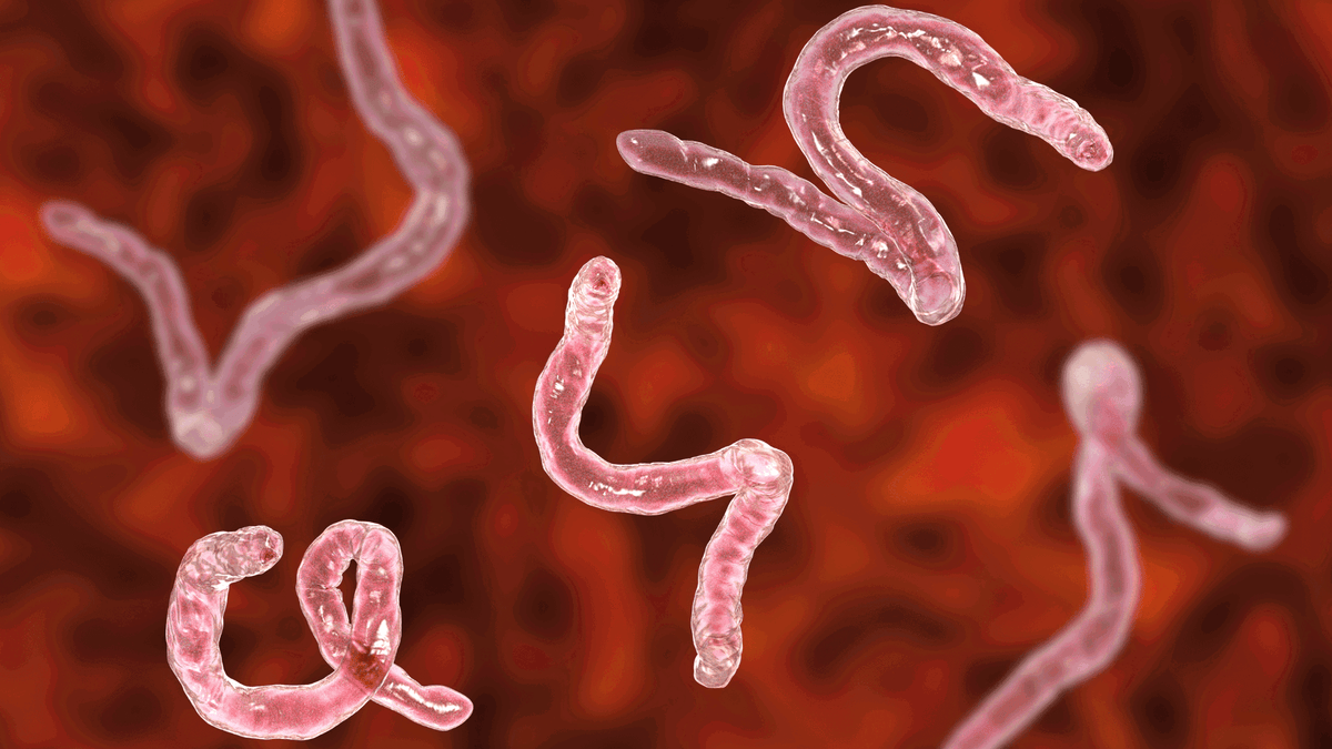Dr. Clark's Main Flukes and Parasites and Their Health Implications from Crystal Health & Beauty