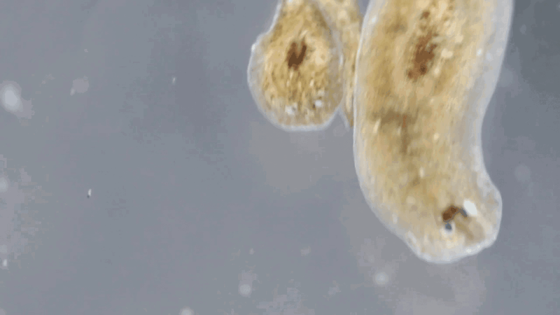 Parasites That Can Lead to Complications from Crystal Health & Beauty