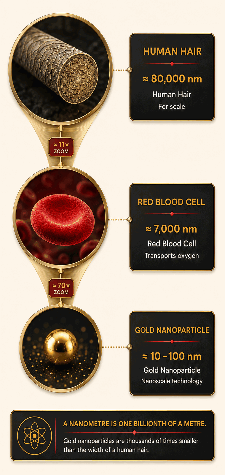 Scale of gold nanoparticles compared with a red blood cell and a human hair