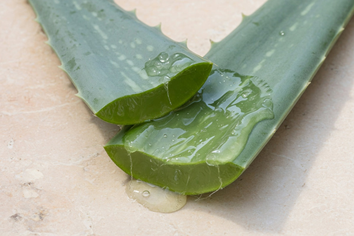 A split aloe leaf showing clear gel on pale limestone.