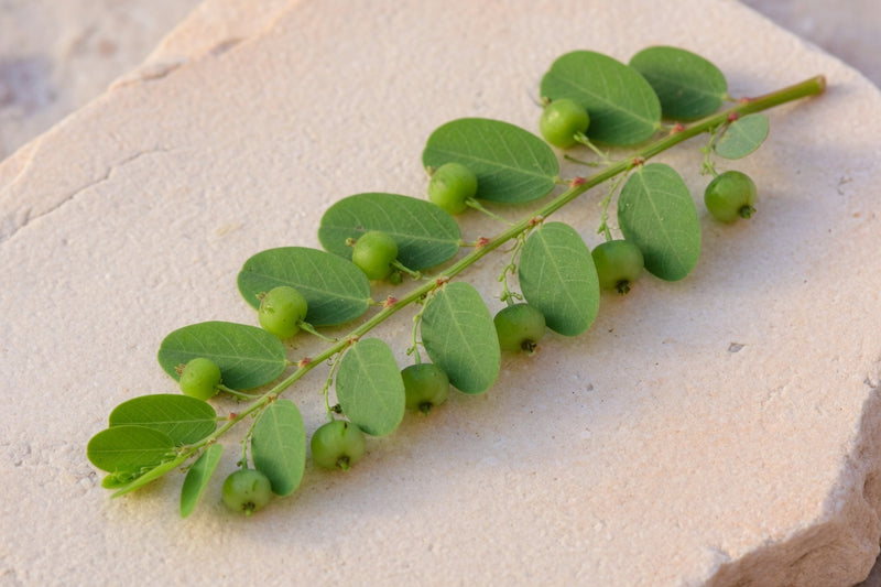 A chanca piedra sprig with small leaves and tiny green fruits on pale limestone.