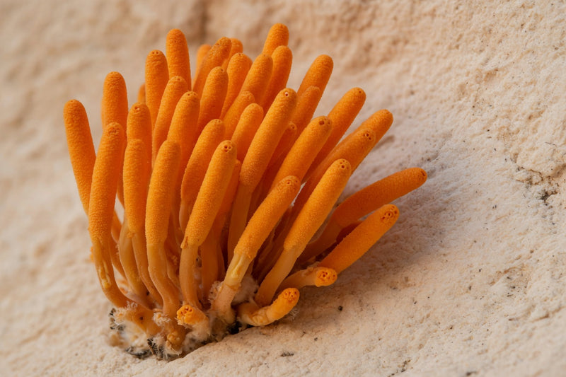 Cultivated orange club-shaped cordyceps on pale limestone.