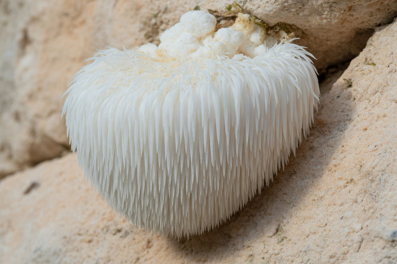 A white lion’s mane mushroom with cascading spines on pale limestone.