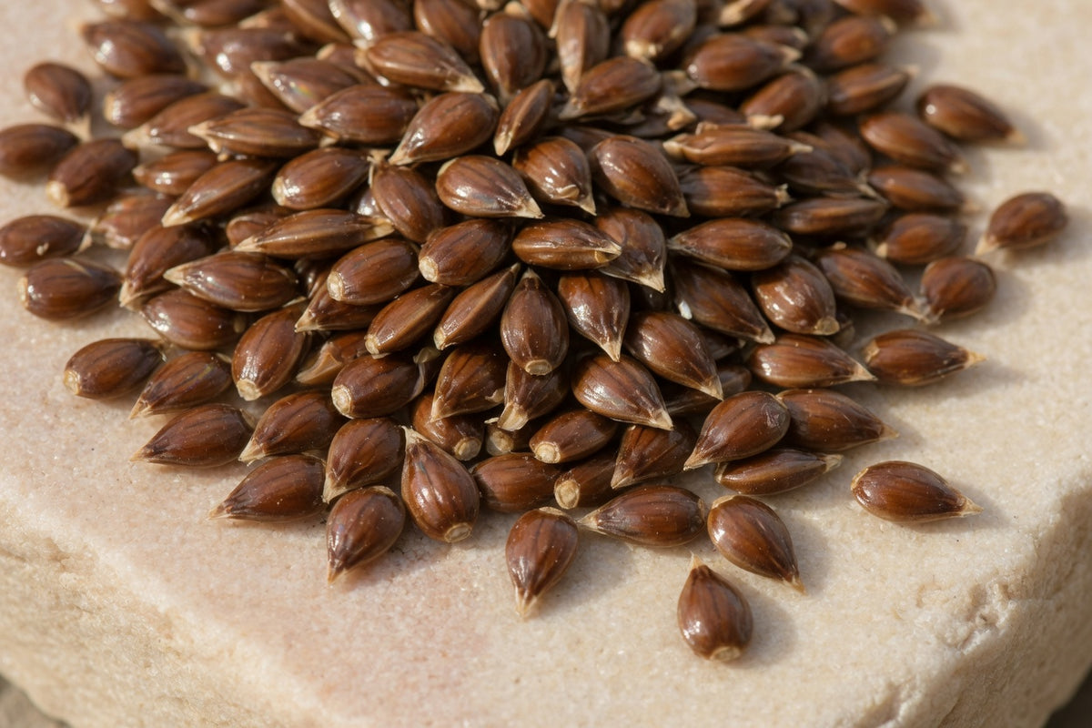 Shiny brown milk thistle seeds on pale limestone.