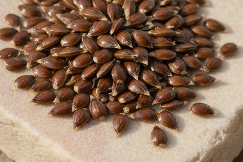 Shiny brown milk thistle seeds on pale limestone.