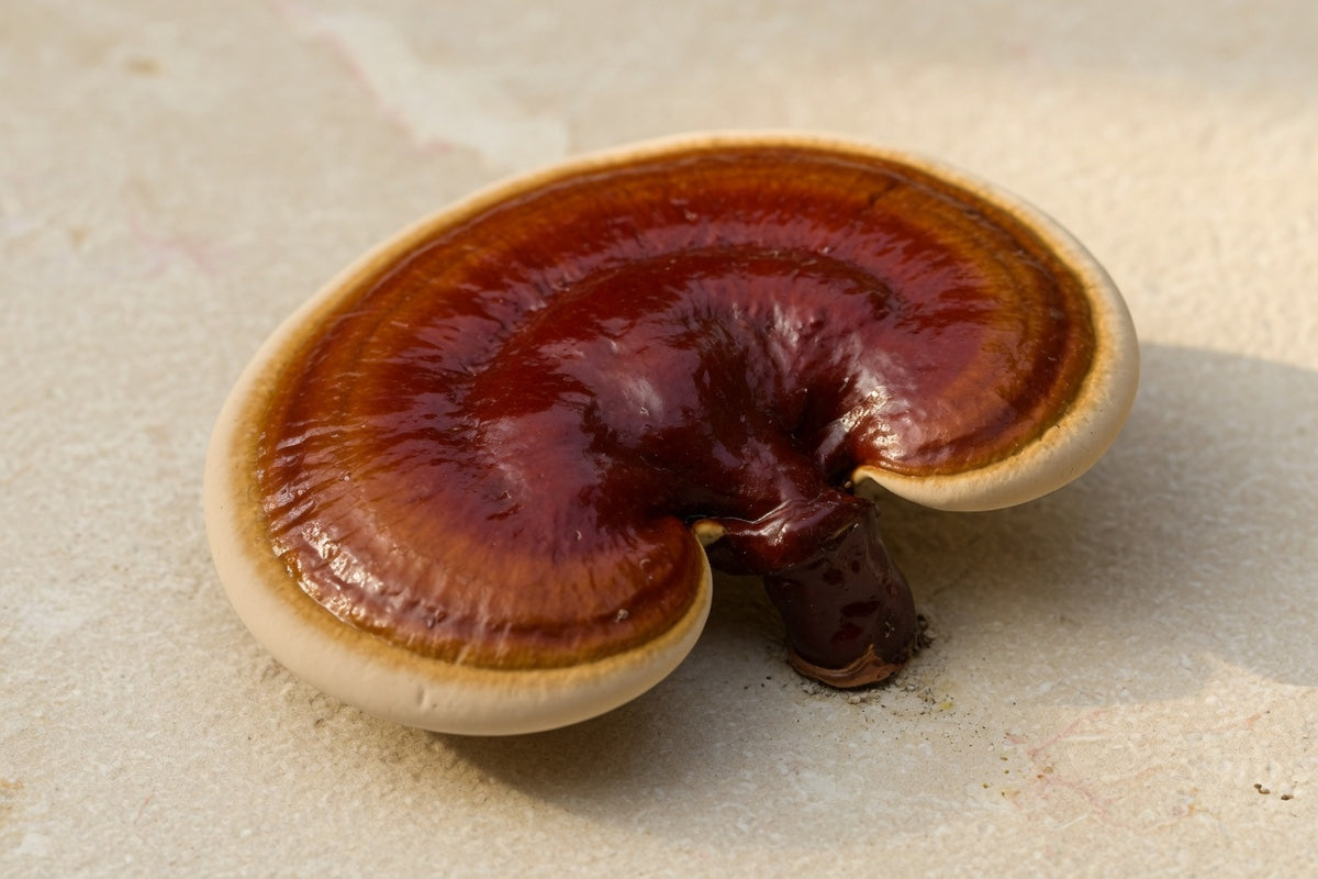A varnished red-brown reishi mushroom on pale limestone.