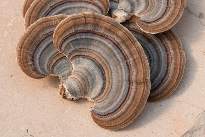 Fan-shaped turkey tail mushrooms with concentric coloured bands.