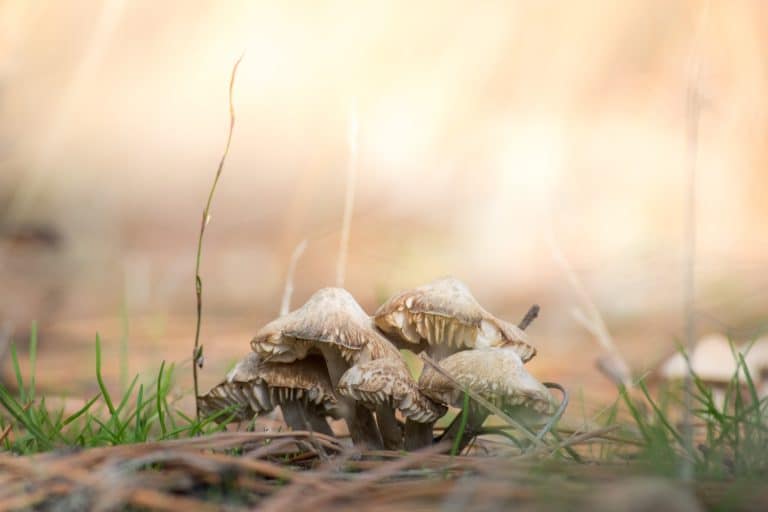 Benefits of Mushroom Powders