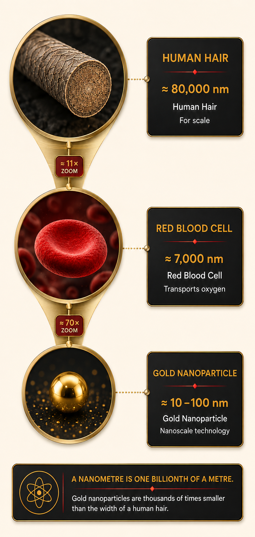 Scale of gold nanoparticles compared with a red blood cell and a human hair
